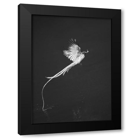 Terpsiphone Paradis Black Modern Wood Framed Art Print with Double Matting by Hu, Mei