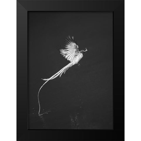 Terpsiphone Paradis Black Modern Wood Framed Art Print by Hu, Mei