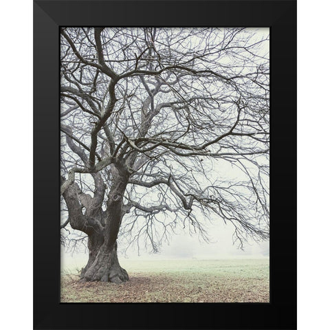 Field And Fog Black Modern Wood Framed Art Print by Allen, Elizabeth