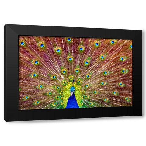 Peacock Black Modern Wood Framed Art Print with Double Matting by Michael
