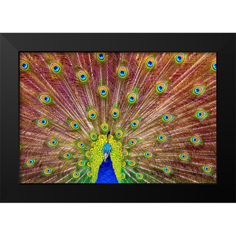 Peacock Black Modern Wood Framed Art Print by Michael