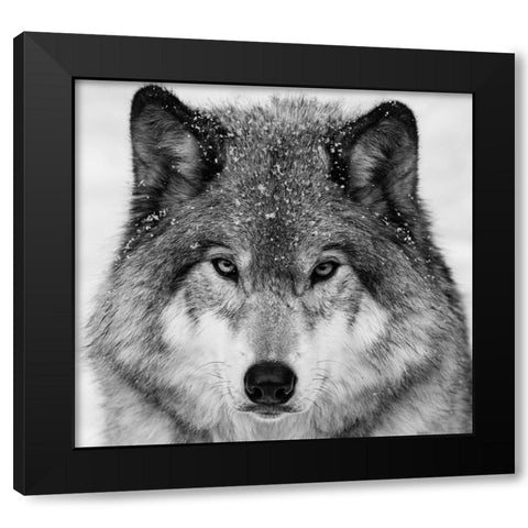 Wolf Portrait Black Modern Wood Framed Art Print with Double Matting by Costina, Mircea