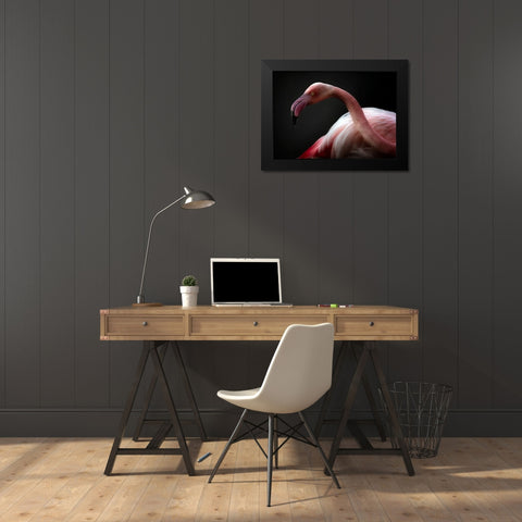 Flamingo Portrait Black Modern Wood Framed Art Print by Pascual Buye, Santiago