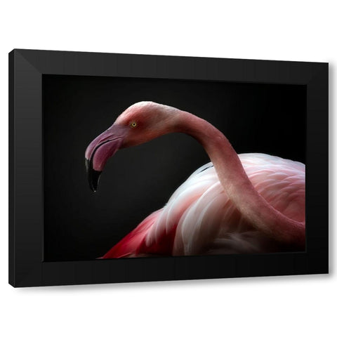 Flamingo Portrait Black Modern Wood Framed Art Print with Double Matting by Pascual Buye, Santiago