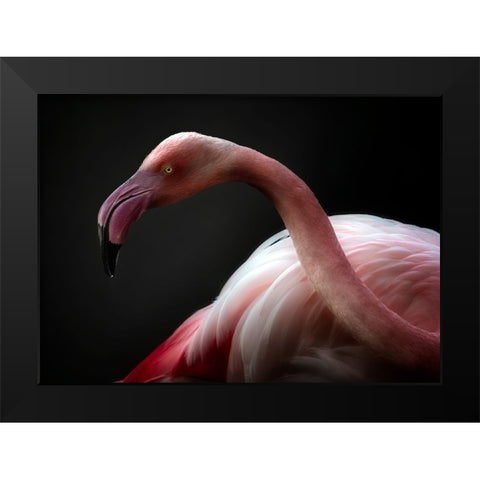 Flamingo Portrait Black Modern Wood Framed Art Print by Pascual Buye, Santiago