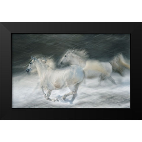 Gallop In A Duel Black Modern Wood Framed Art Print by Malovrh, Milan