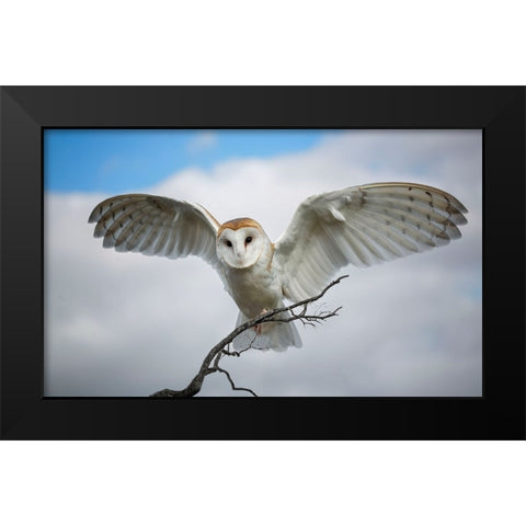 Snowy Owl Black Modern Wood Framed Art Print by A. Fletcher, Barbara