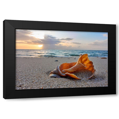 Snail Shell In The Spotlight Of Nature Black Modern Wood Framed Art Print with Double Matting by Balzer, Bodo