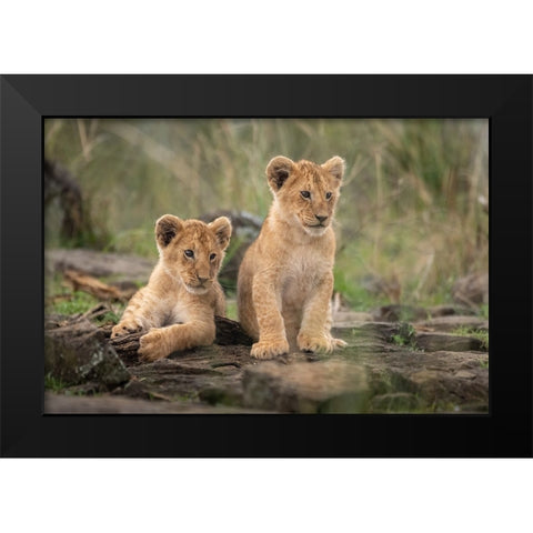 Little Lion Cubs Black Modern Wood Framed Art Print by Katz, Daniel