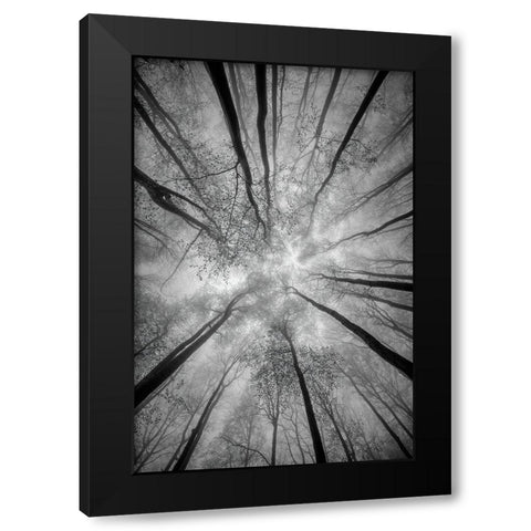 Treetops Black Modern Wood Framed Art Print by Pavlasek, Tom