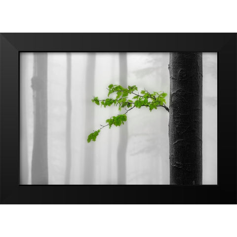 Green leaves Black Modern Wood Framed Art Print by Pavlasek, Tom