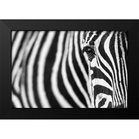 Zebra Stripes Black Modern Wood Framed Art Print by Guijt, Richard