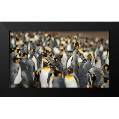 King penguin colony Black Modern Wood Framed Art Print by Gil Raga, Joan