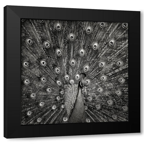 Peacock #6 Black Modern Wood Framed Art Print with Double Matting by Meermann, Christian