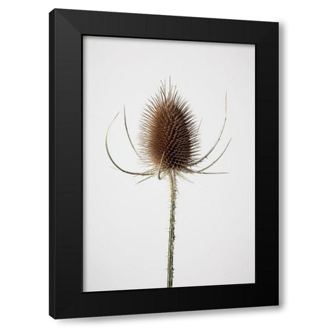 Dried_004 Black Modern Wood Framed Art Print by 1x Studio III