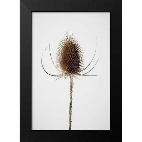Dried_004 Black Modern Wood Framed Art Print by 1x Studio III