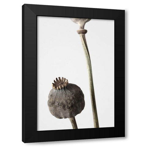 Dried_005 Black Modern Wood Framed Art Print by 1x Studio III