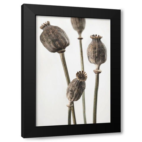 Dried_006 Black Modern Wood Framed Art Print by 1x Studio III