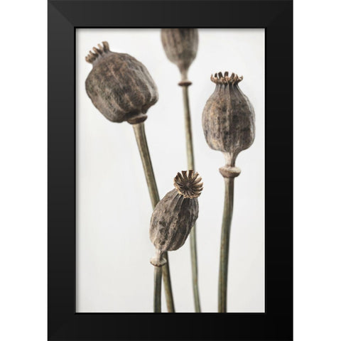 Dried_006 Black Modern Wood Framed Art Print by 1x Studio III