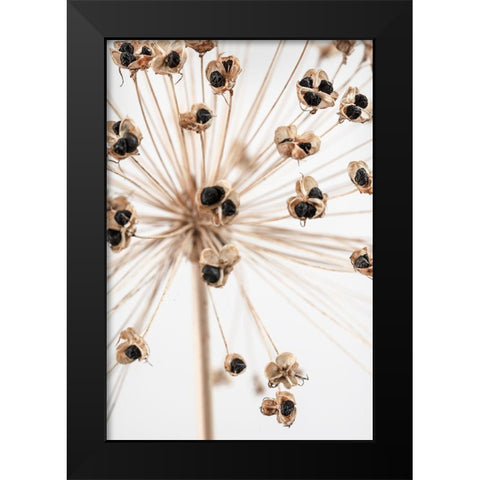 Dried_007 Black Modern Wood Framed Art Print by 1x Studio III
