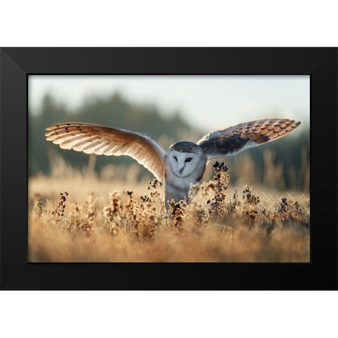 Sunrise Black Modern Wood Framed Art Print by Firesova, Michaela