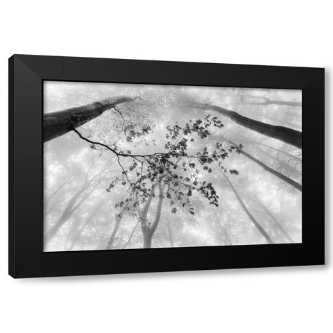 The branch Black Modern Wood Framed Art Print by Pavlasek, Tom