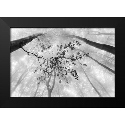 The branch Black Modern Wood Framed Art Print by Pavlasek, Tom