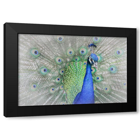 Peacock Black Modern Wood Framed Art Print by Ren, Yuzheng