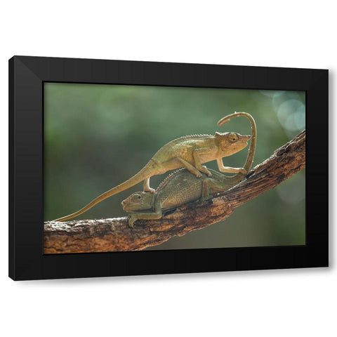 I Am Sorry My Bro Black Modern Wood Framed Art Print by Gapur Dayak, Abdul