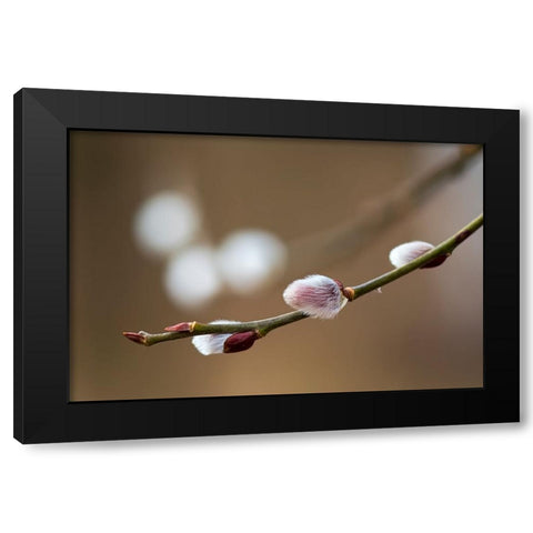 Spring Black Modern Wood Framed Art Print by Chudas, Roman