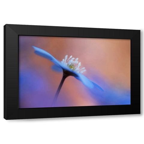 En blommas ljuvlighet. Black Modern Wood Framed Art Print by Sjogren, Ylva
