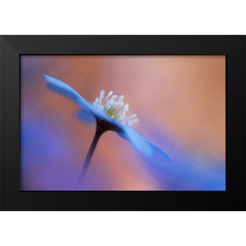 En blommas ljuvlighet. Black Modern Wood Framed Art Print by Sjogren, Ylva