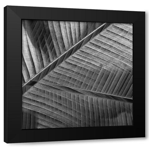 Banana lattice. Black Modern Wood Framed Art Print by Ciappara Lrps., Simon