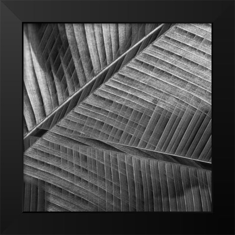 Banana lattice. Black Modern Wood Framed Art Print by Ciappara Lrps., Simon