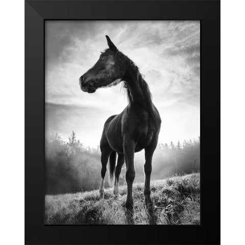 Backlight Horse Black Modern Wood Framed Art Print by Accordini, Alessandro