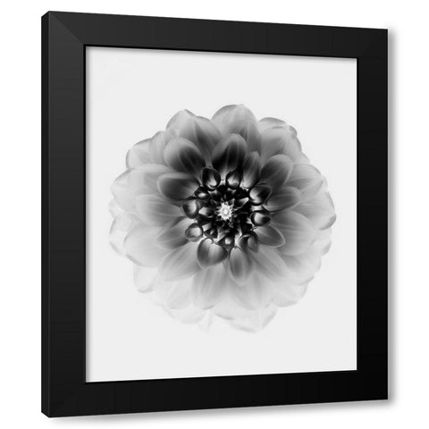 X-Ray Black Modern Wood Framed Art Print with Double Matting by Zhao, Alex