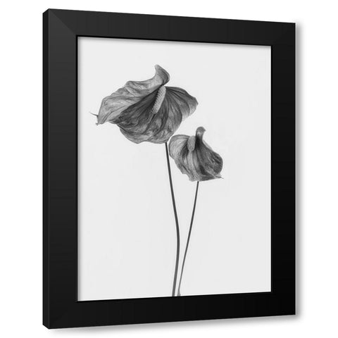 Anthurium Black Modern Wood Framed Art Print by Gronkjar, Lotte