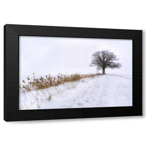 Oak in Fog Black Modern Wood Framed Art Print with Double Matting by Riml, Ludwig