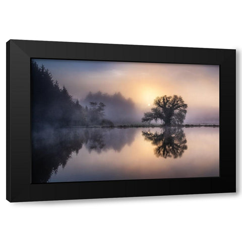 The old willow in the morning light Black Modern Wood Framed Art Print by Eisenmann, Ulrike
