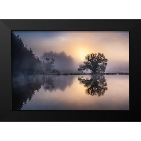 The old willow in the morning light Black Modern Wood Framed Art Print by Eisenmann, Ulrike