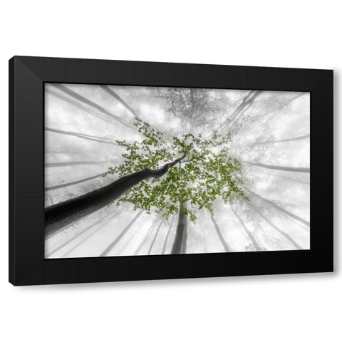 Green leaves Black Modern Wood Framed Art Print by Pavlasek, Tom
