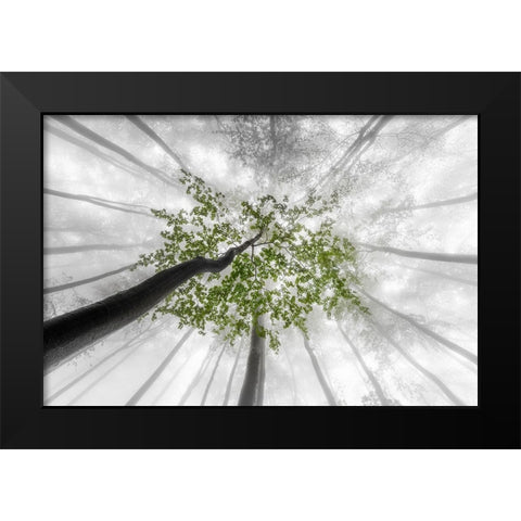 Green leaves Black Modern Wood Framed Art Print by Pavlasek, Tom