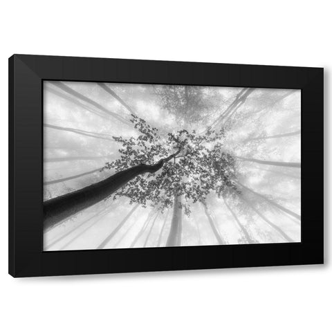 Spring foggy views Black Modern Wood Framed Art Print with Double Matting by Pavlasek, Tom