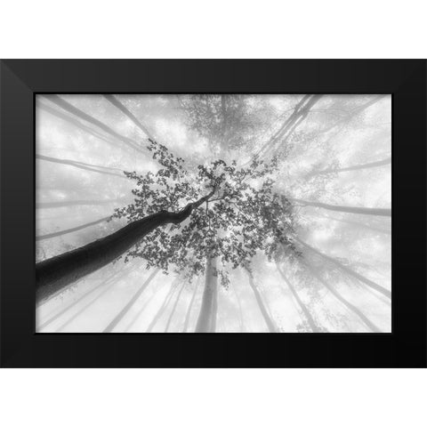 Spring foggy views Black Modern Wood Framed Art Print by Pavlasek, Tom
