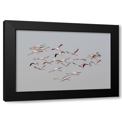Greater Flamingos In Flight Black Modern Wood Framed Art Print by Rublina, Natalia
