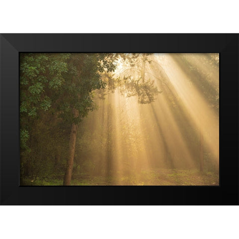 ray of light Black Modern Wood Framed Art Print by Moshe, Mallal