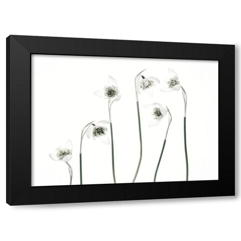 Snowdrops Black Modern Wood Framed Art Print by Gronkjar, Lotte