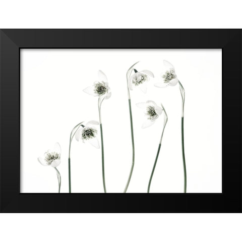 Snowdrops Black Modern Wood Framed Art Print by Gronkjar, Lotte