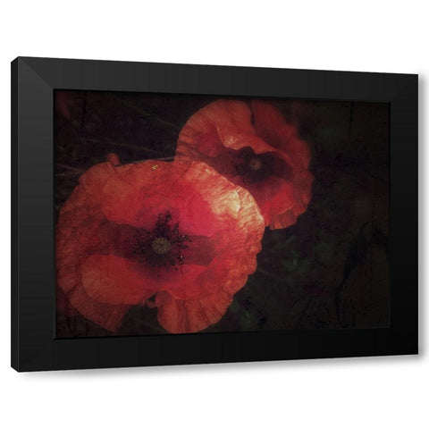 Blood thirsty Poppies Black Modern Wood Framed Art Print with Double Matting by Margau, Delphine