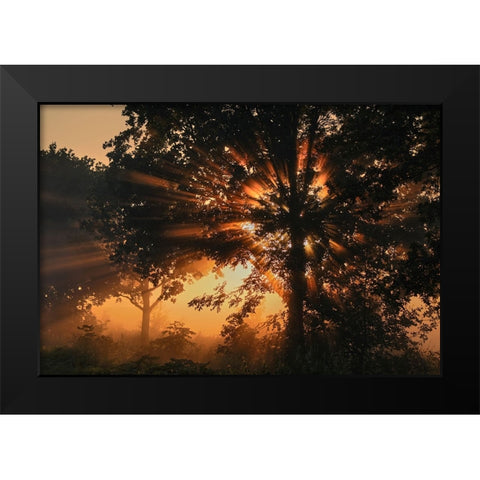 Burning tree Black Modern Wood Framed Art Print by Schade, Peter